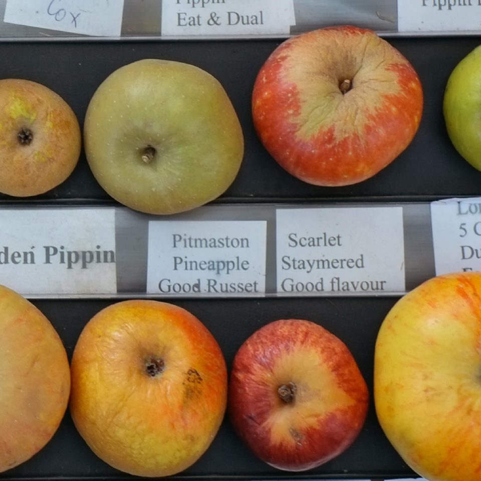 Apple Varieties