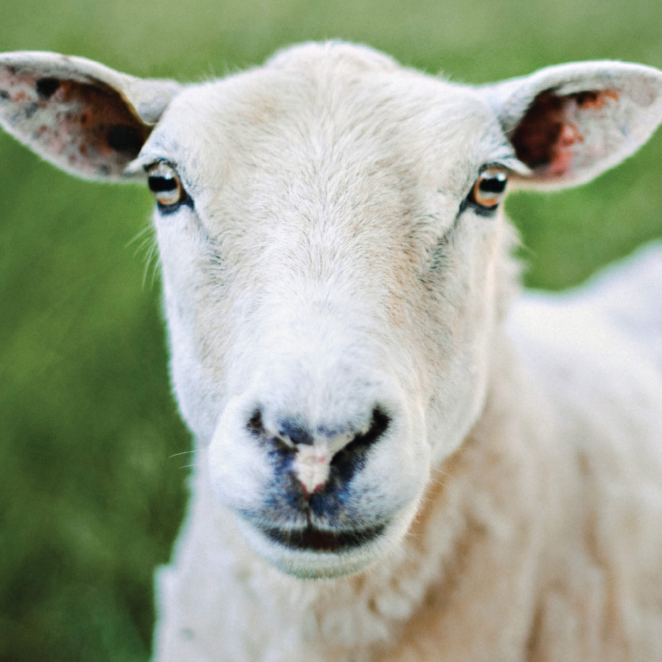 sheep in field