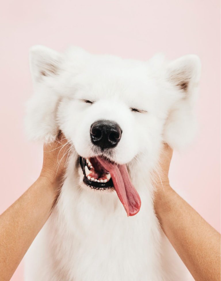 Suchgood dog getting rubs linking to product promotion case study.