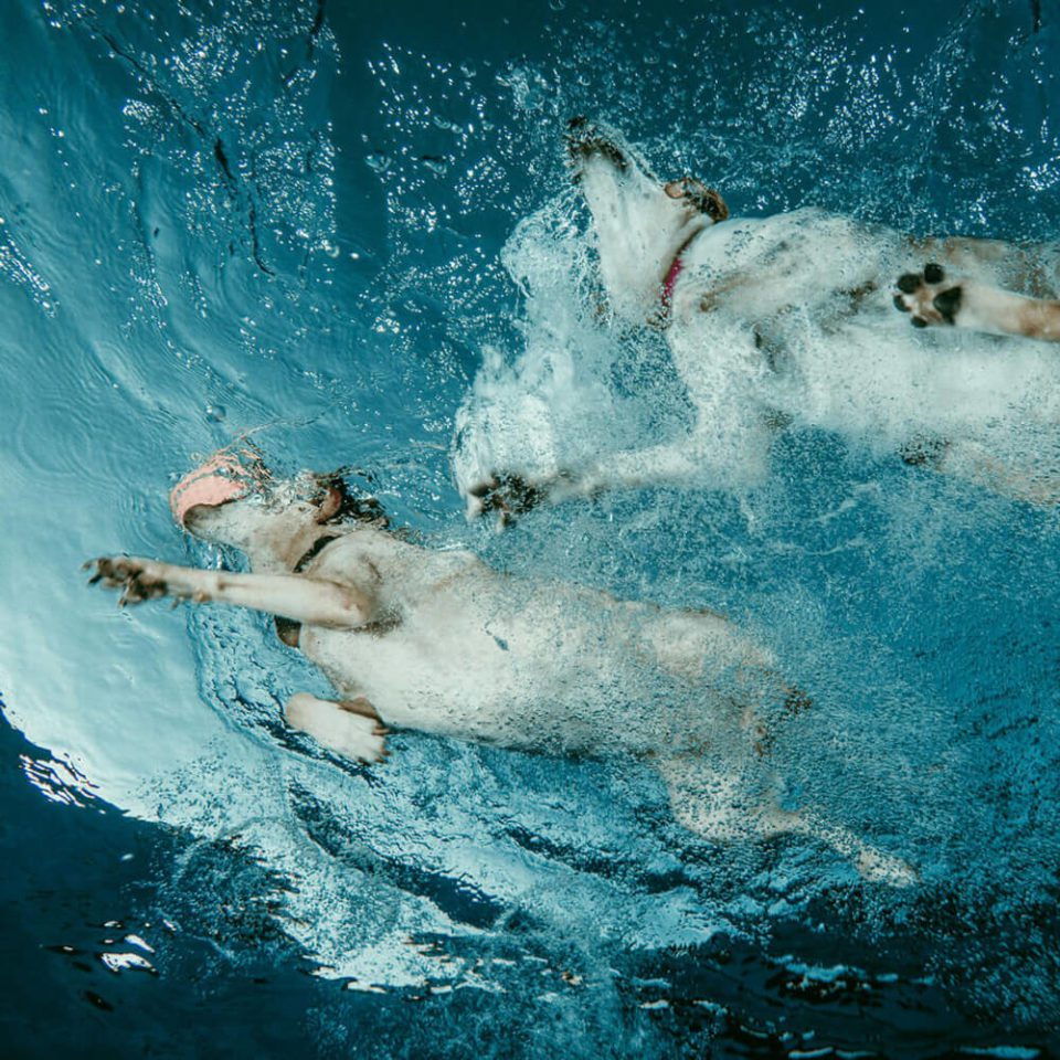 dogs swimming - innovative and disruptive brands of 2020