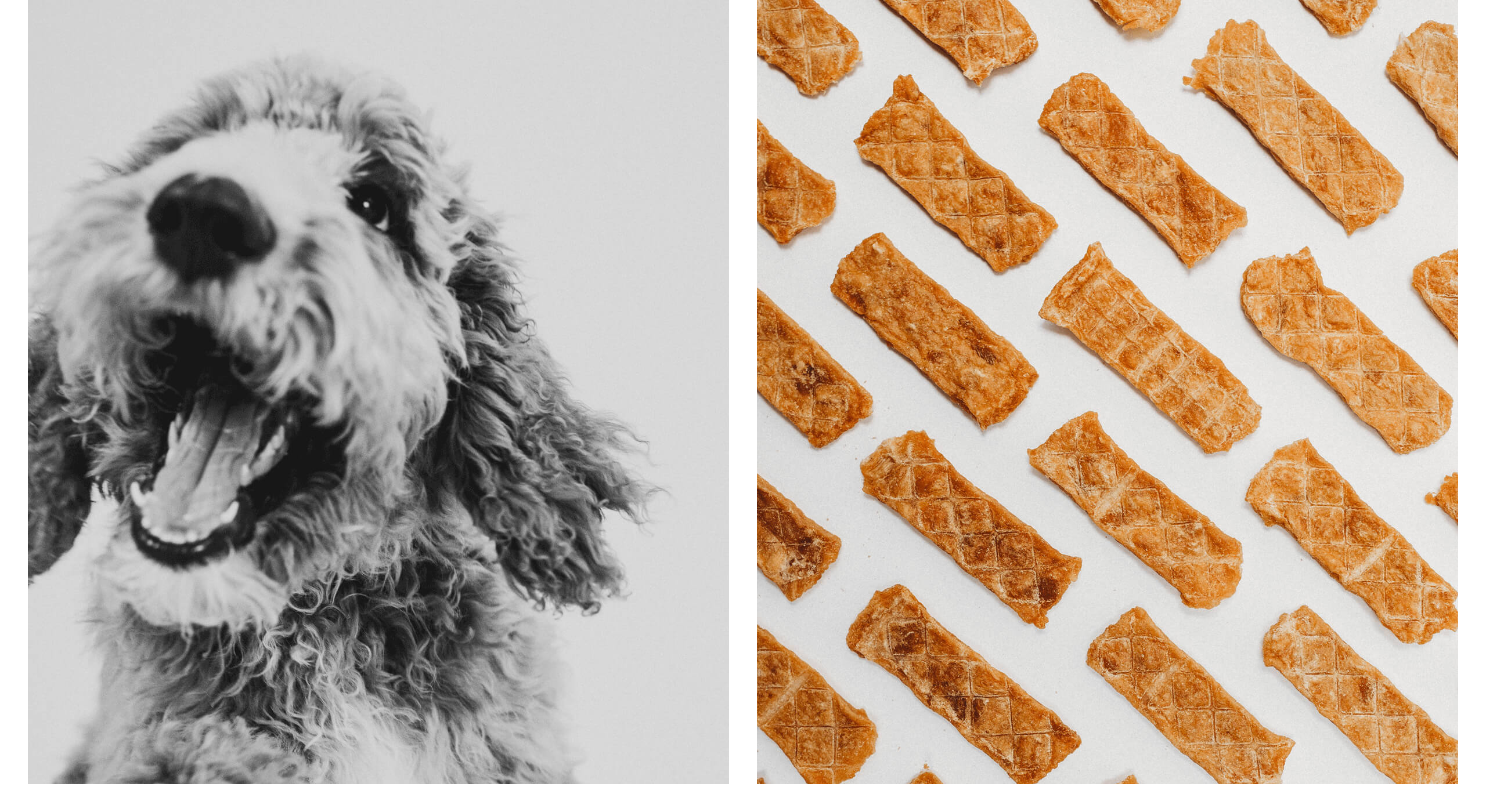 custom photo of goldendoodle face and chicken jerky treats_photography_brand_strategy_for_pet_marketing