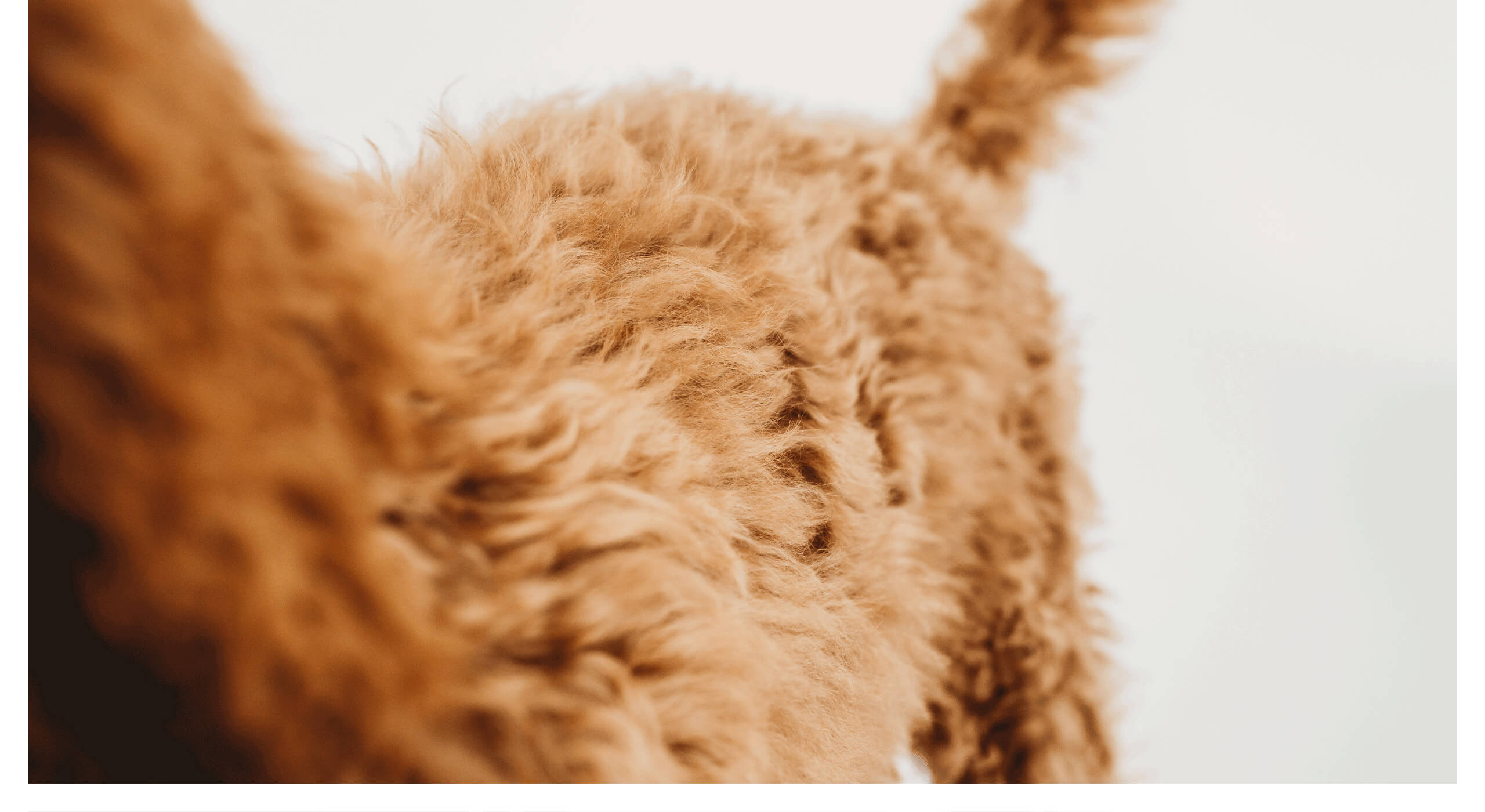 custom photo of goldendoodle fur