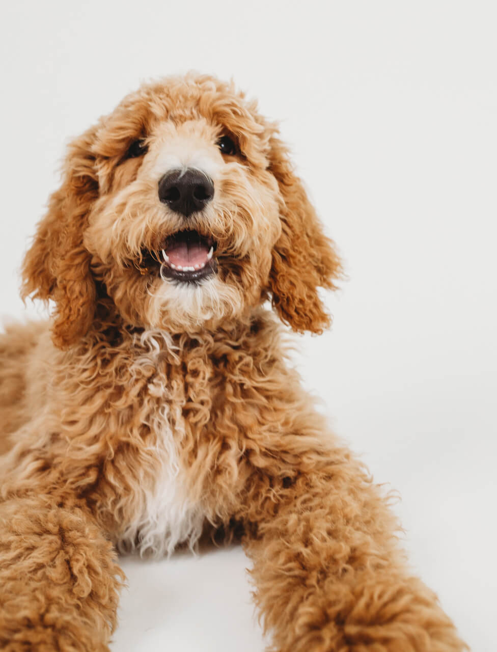 goldendoodle_pet_industry_brand_identity