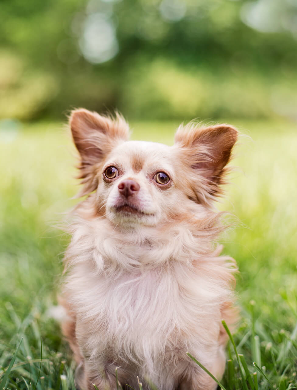 rescue chihuahua standing in field