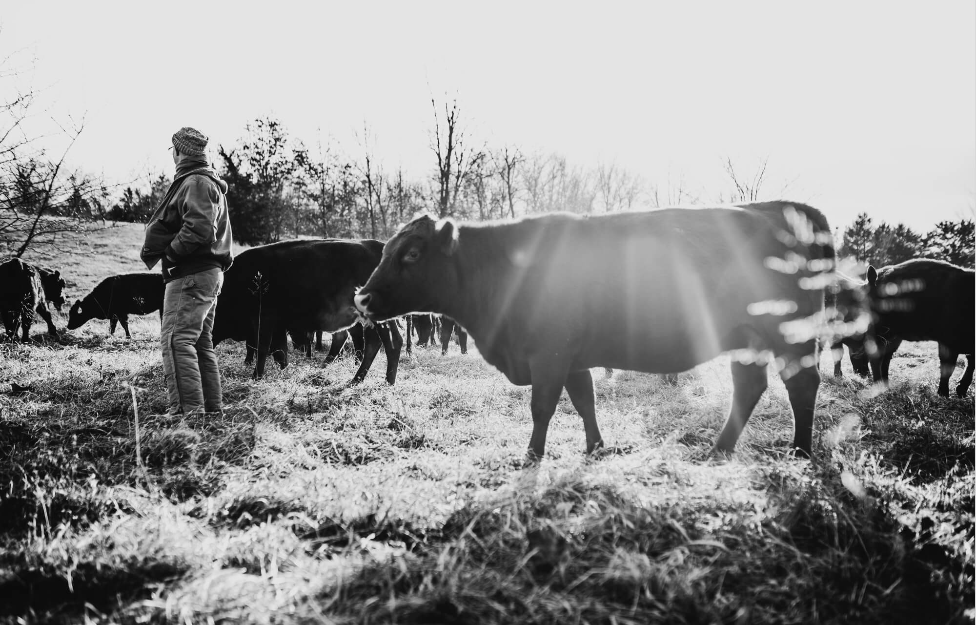 greg judy leading cows to graze