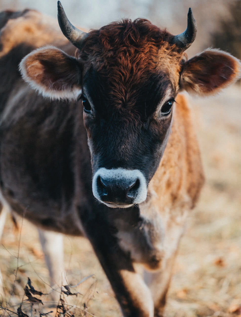 calf on ranch