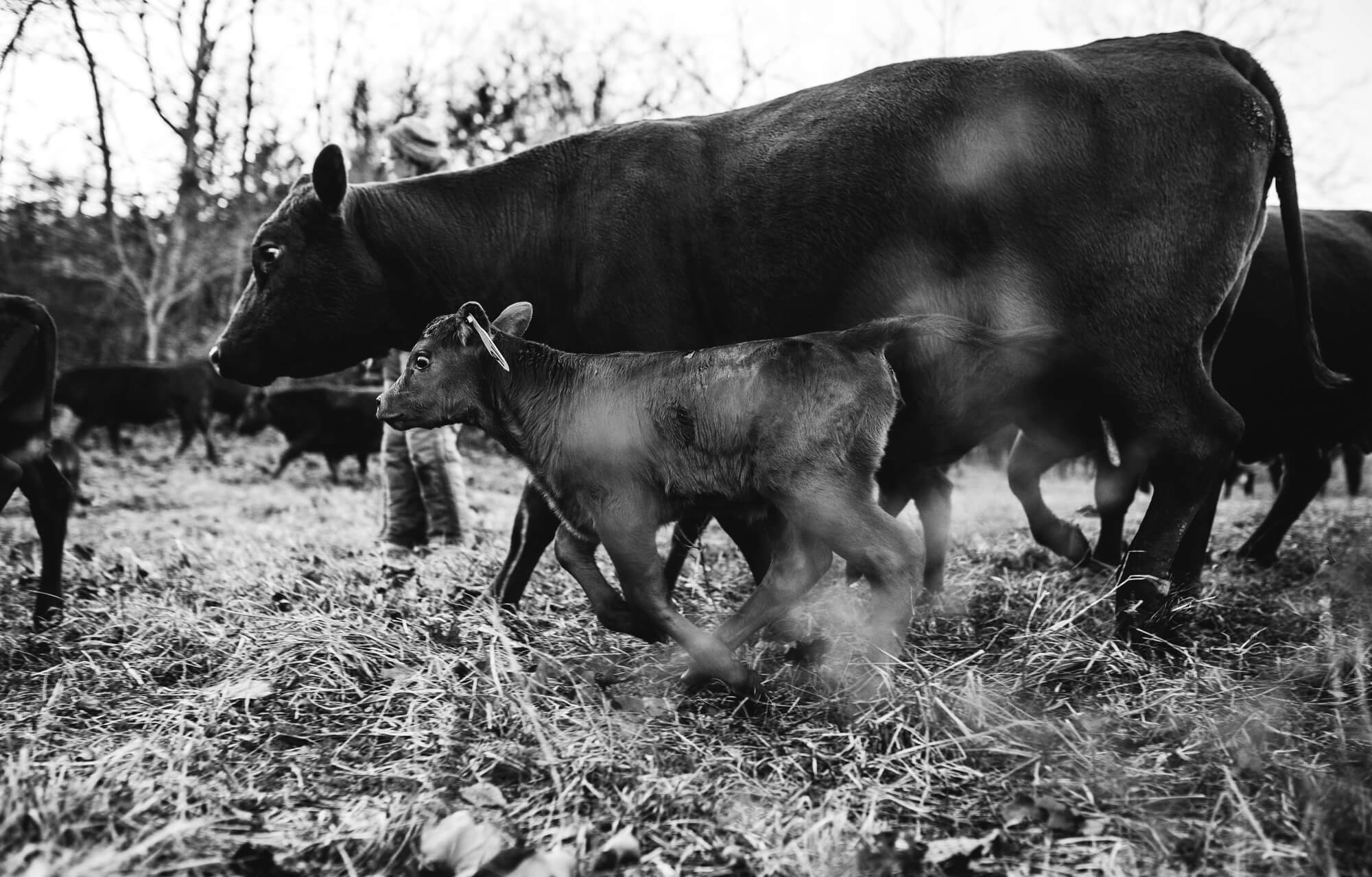cow and calf walking together - regenerative agriculture