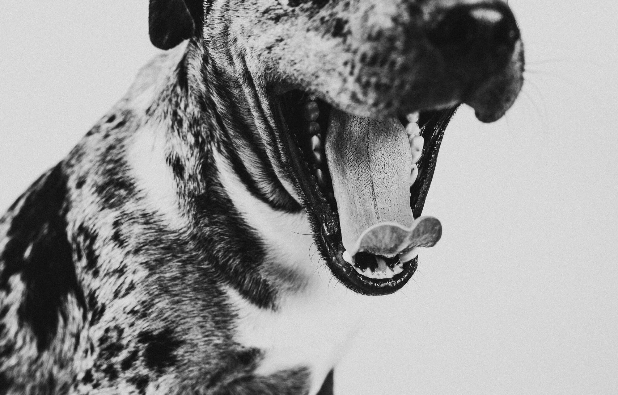 suchgood-pitbull-mix-dog-yawning
