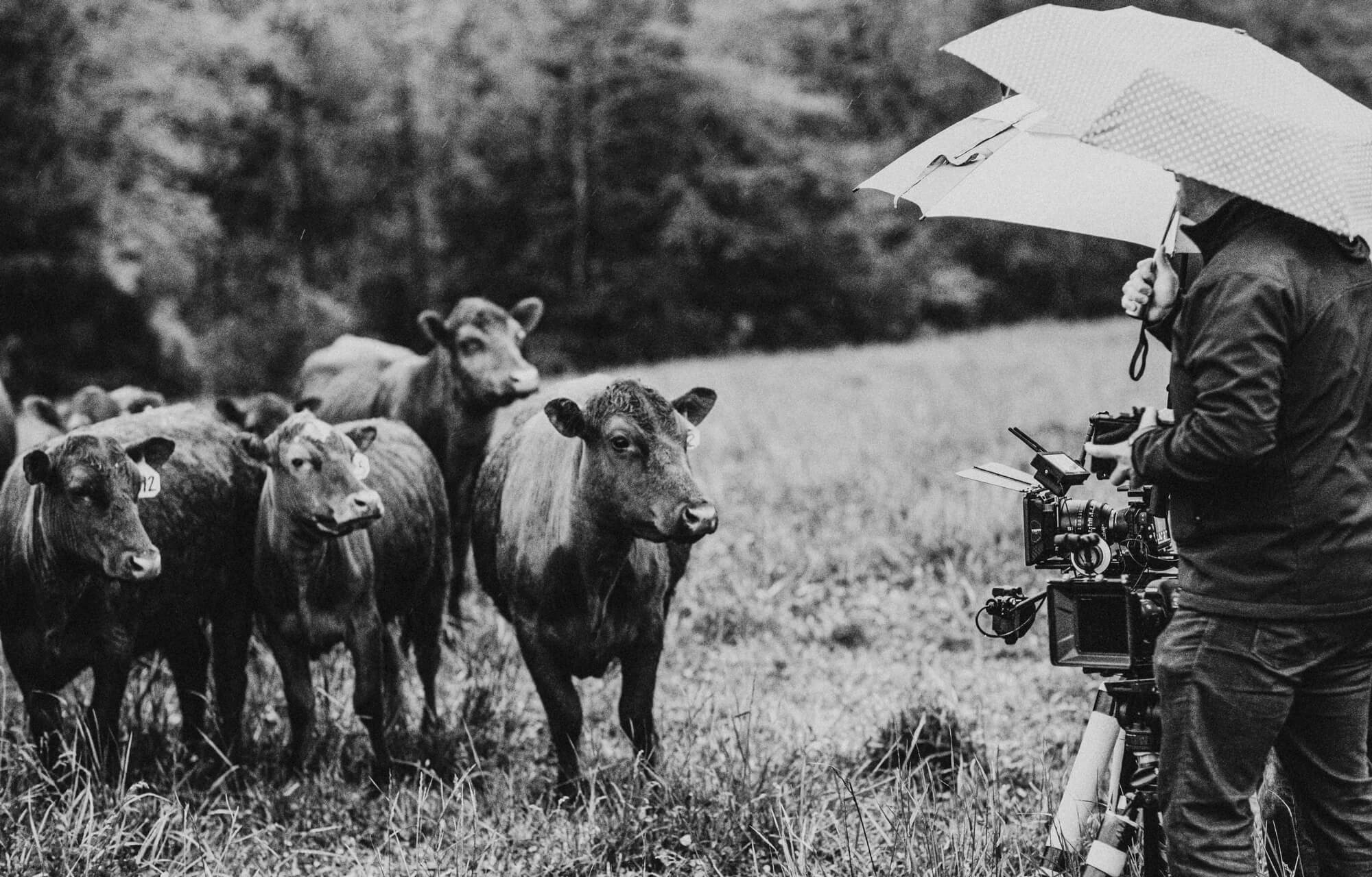cows walking toward the camera regenerative agriculture