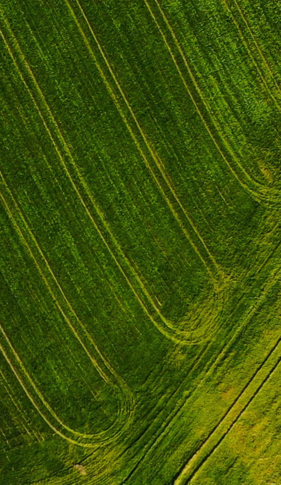 GMO Field - The basics of marketing GMOs
