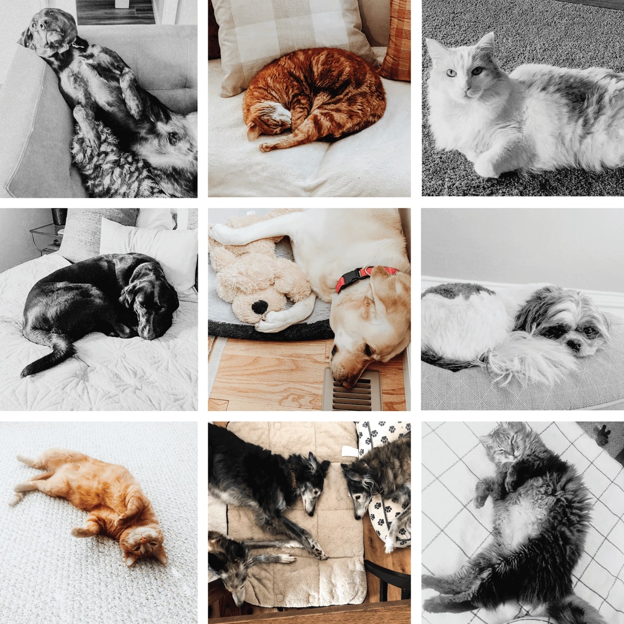 grid of marketplace employee pets