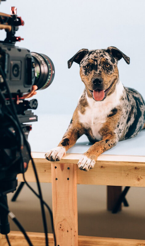 MarketPlace dog photoshoot for pet product branding