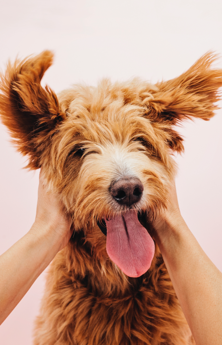 Pet_marketing_for_the_pet_industry_pet_photography_doodle_getting_head_scratched_dog_with_tongue_out