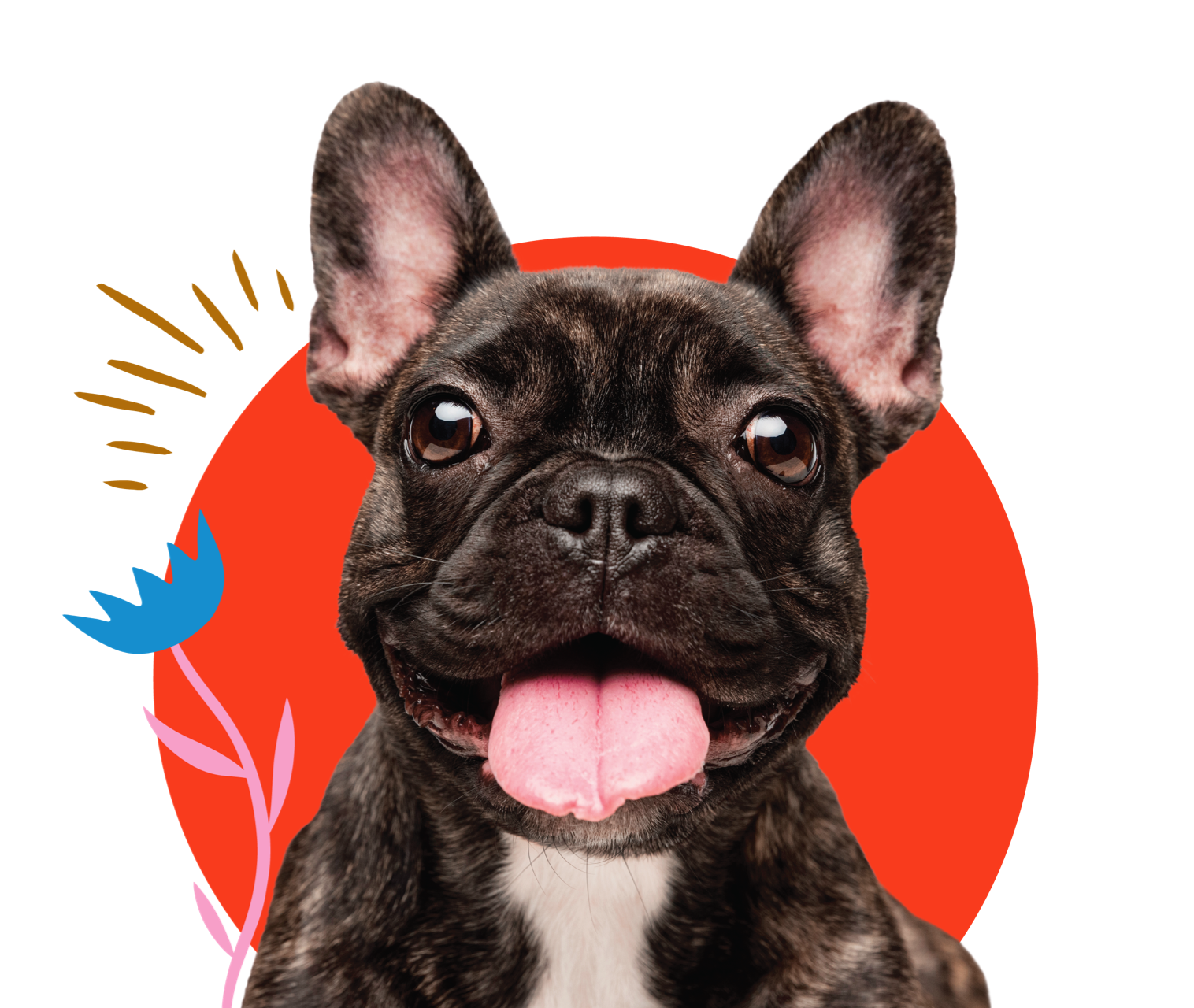 Snubbies_Dog_Supplements_Pet_Industry_branding_Strategy_Pet_Marketing_Visual_Identity_dog_with_tongue_out_and_illustrations
