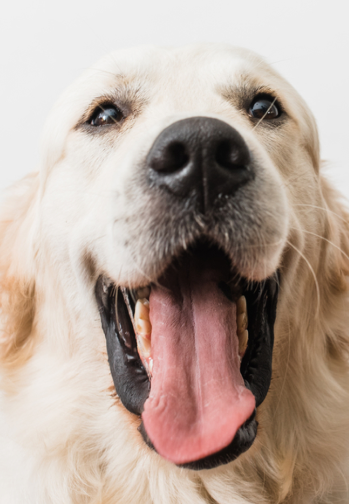 pet_and_animal_health_branded_ingredients_cpg_companies_dog_smiling_with_tongue_out