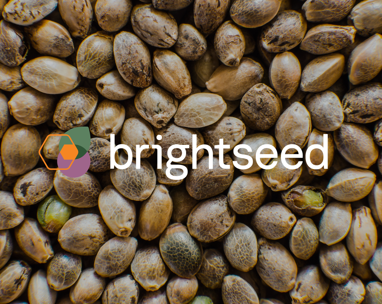 Brightseed_visual_identity_branding_biotech_marketing_agency_seeds_with_logo_on_top